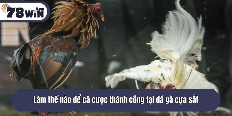 Làm thế nào để cá cược thành công tại đá gà cựa sắt?