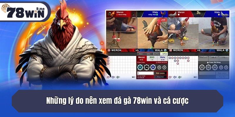 Những lý do nên xem đá gà 78win và cá cược