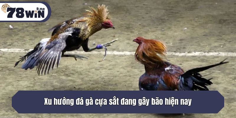 Xu hướng đá gà cựa sắt đang gây bão hiện nay